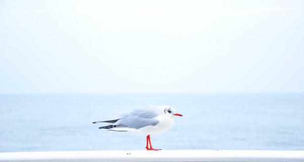 双色球玩法